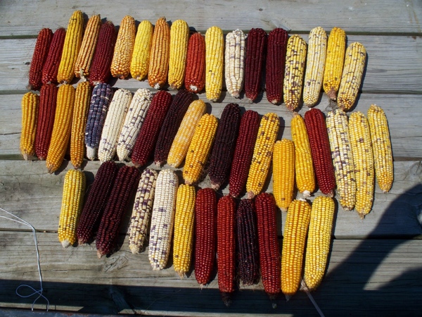 Corn, by any other&nbsp;name